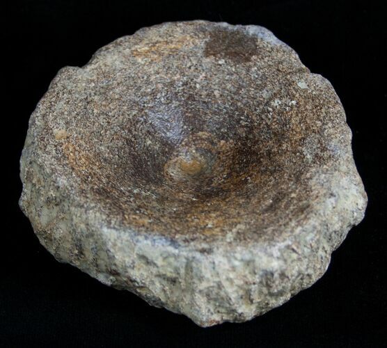 Ichthyosaur Vertebra From Dorest, UK #2022